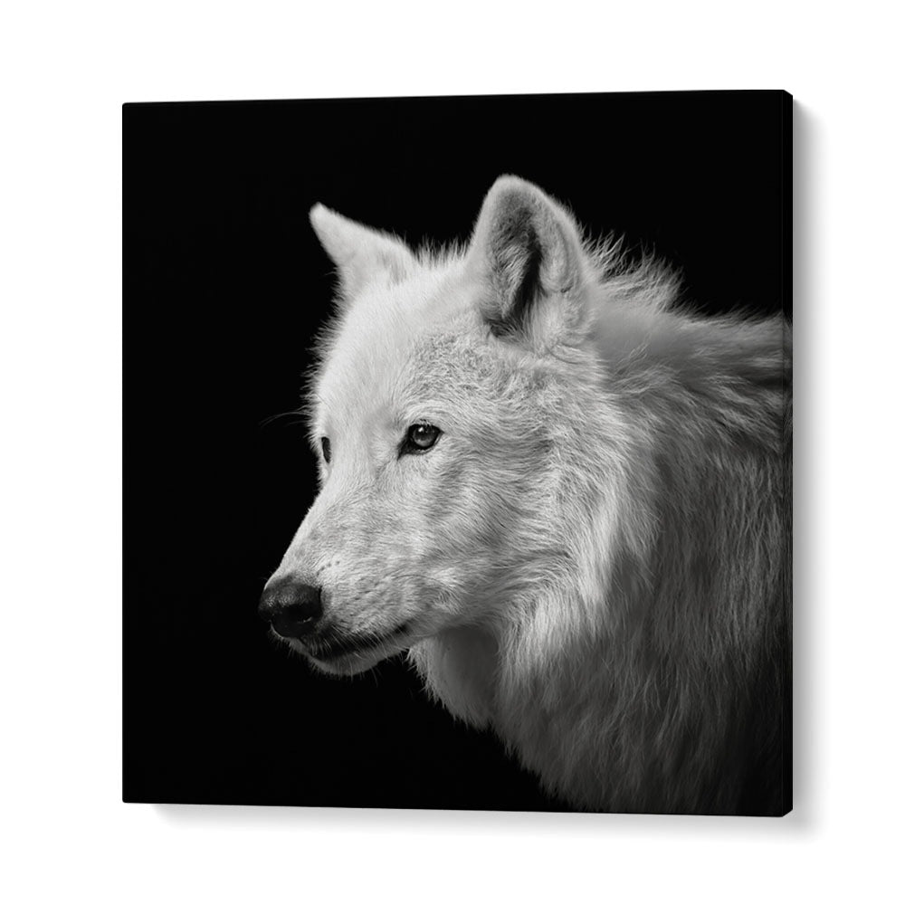 WHITE WOLF WILDLIFE PHOTOGRAPHY in Gallery Wrap