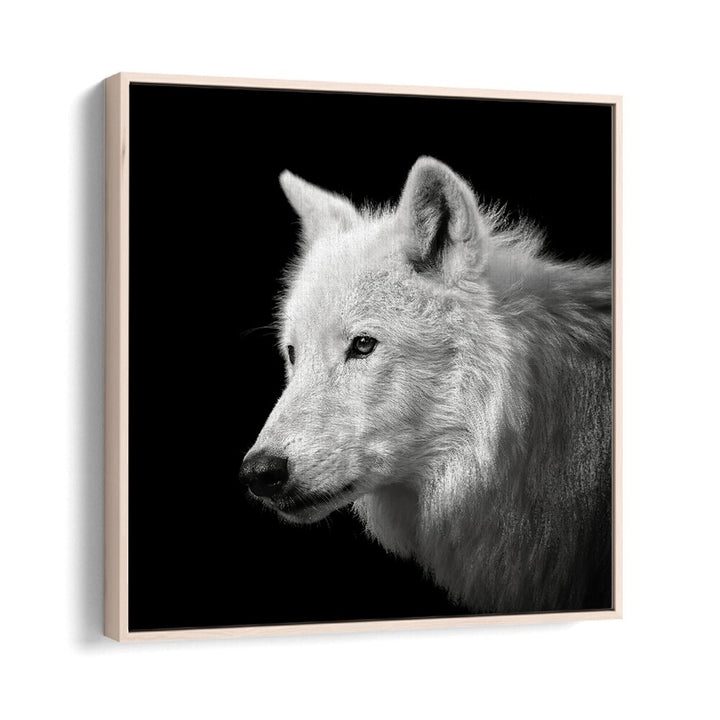 WHITE WOLF WILDLIFE PHOTOGRAPHY in Oak Wood Floater Frame