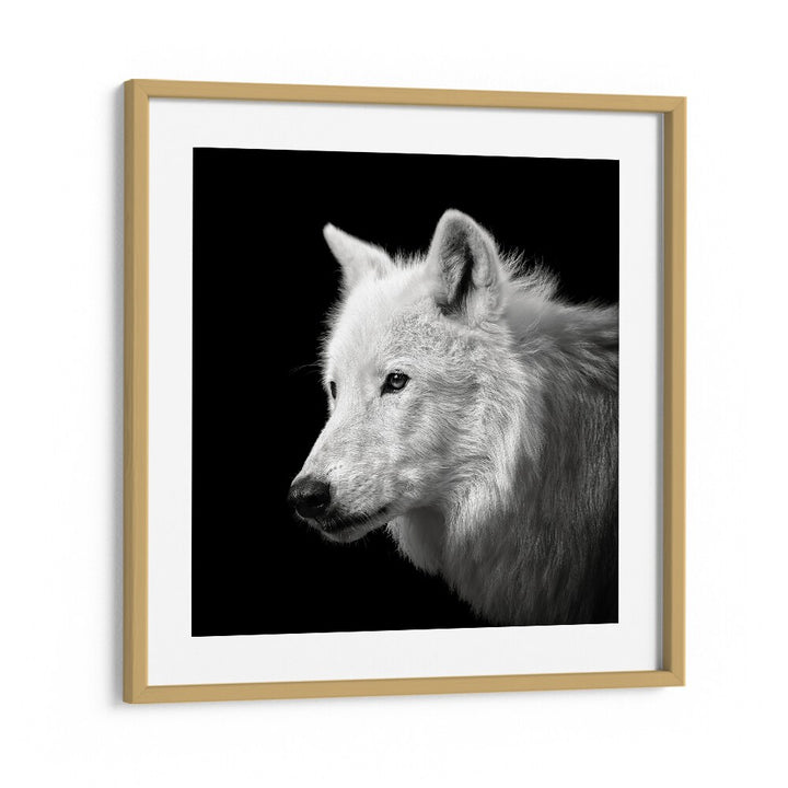 WHITE WOLF WILDLIFE PHOTOGRAPHY in Oak Wood Frame With Mount