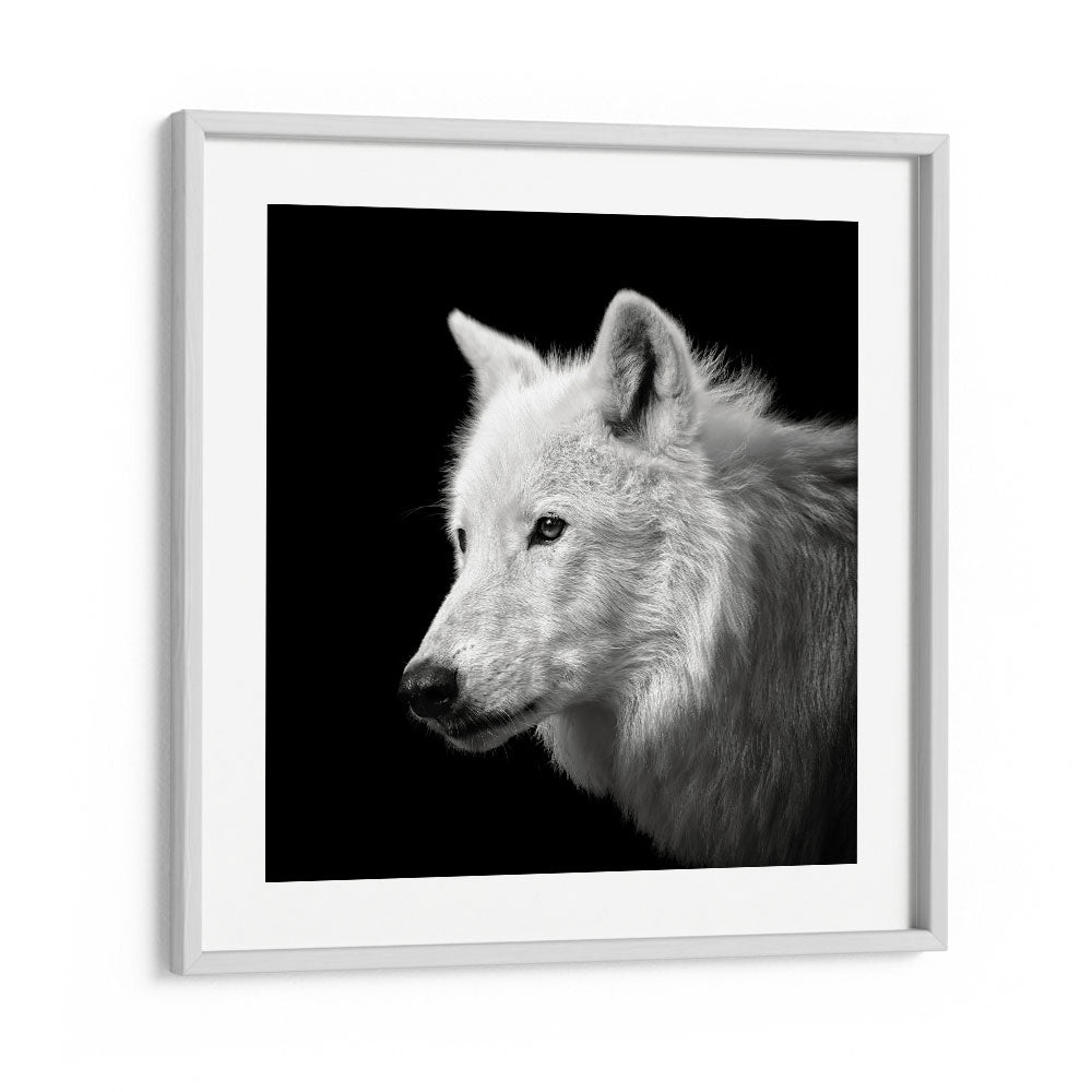 WHITE WOLF WILDLIFE-PHOTOGRAPHY in White Frame With Mount