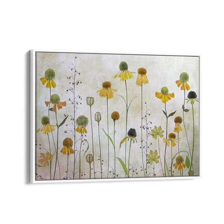 Delicate HELENIUM, FLORAL FLOWER PAINTINGS brighten any space with elegant modern design and natural beauty.
