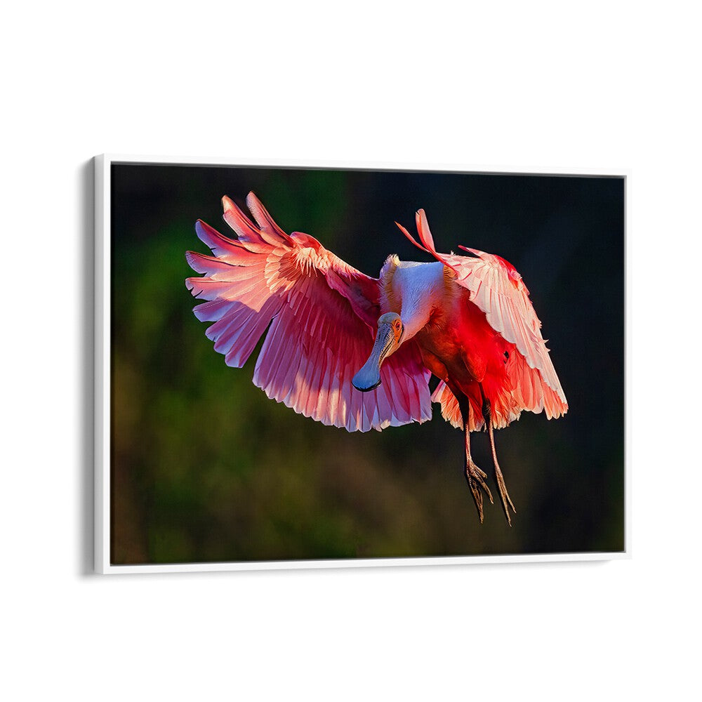 Stunning Roseate Spoonbill in flight, perfect for nature lovers. Explore our ROSEATE SPOONBILL, PHOTOGRAPHY PRINTS today!