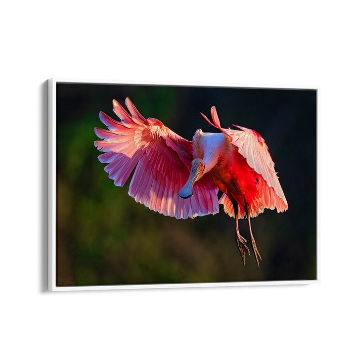 Stunning Roseate Spoonbill in flight, perfect for nature lovers. Explore our ROSEATE SPOONBILL, PHOTOGRAPHY PRINTS today!