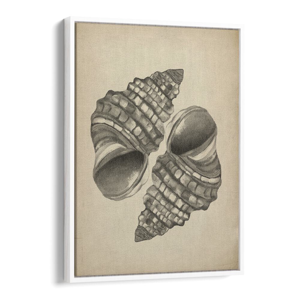 Elegant SEASHELLS II, BEACH PAINTINGS showcasing intricate seashells, perfect for coastal-inspired home decor.