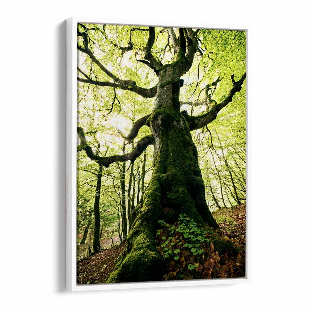 ENT BY STEFAN HEFELE , LANDSCAPE PHOTO PRINTS