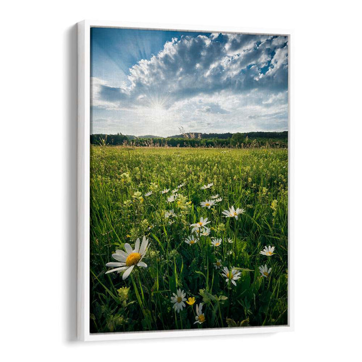 FLOWERING MEADOW , LANDSCAPE PHOTO PRINTS , LANDSCAPE PHOTOGRAPHY