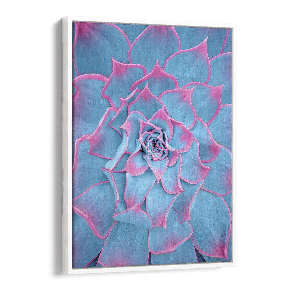 surreal painting - BLUE AND PINK SUCCULENT by Asianmonk