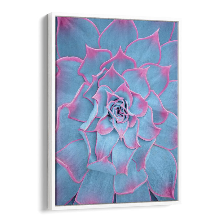 surreal painting - BLUE AND PINK SUCCULENT by Asianmonk