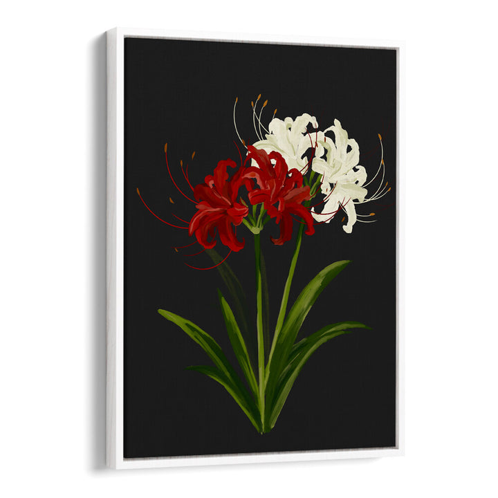 RED WHITE SPIDER LILIES