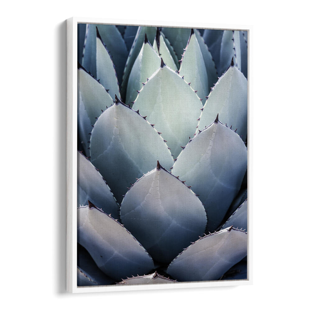 AGAVE GEOMETRY , FLORAL FLOWER PAINTINGS - White Floater framed close-up agave leaves in muted blue-green tones