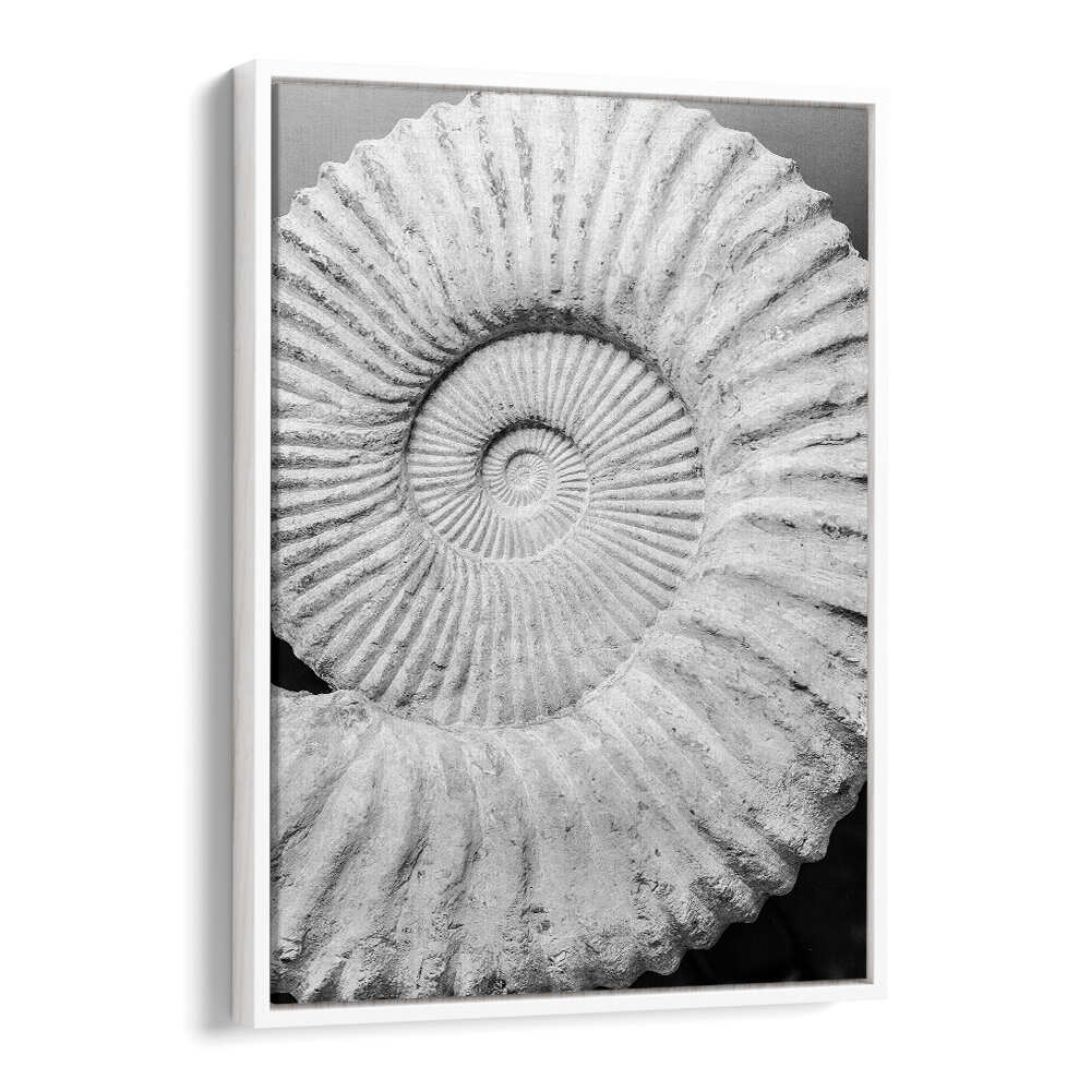 WHITEFLOATER ANCIENT SPIRAL DREAMS , BEACH PAINTINGS white fossil spiral shell framed beach print