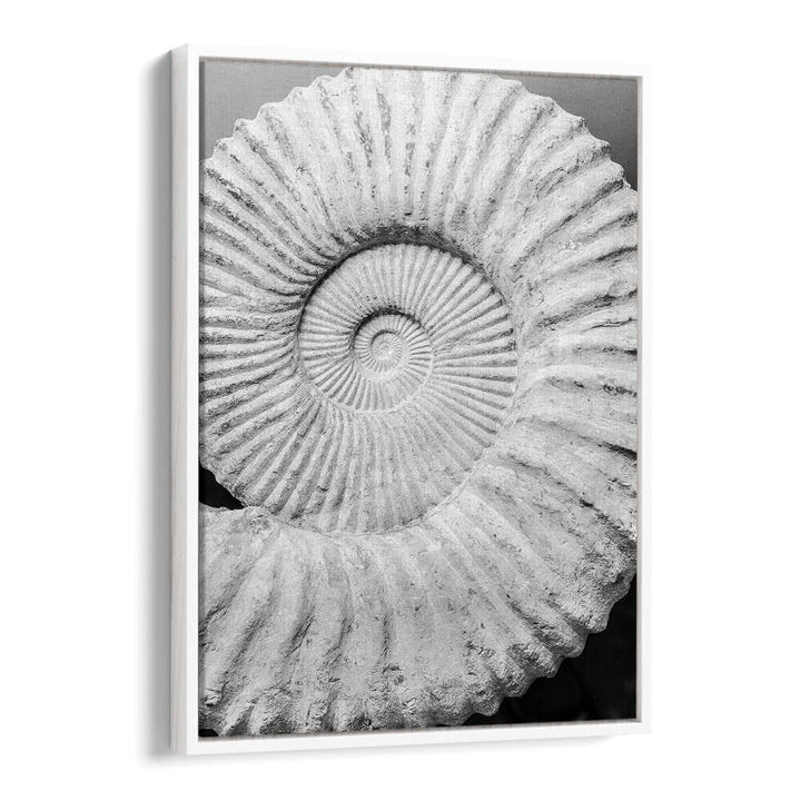 WHITEFLOATER ANCIENT SPIRAL DREAMS , BEACH PAINTINGS white fossil spiral shell framed beach print