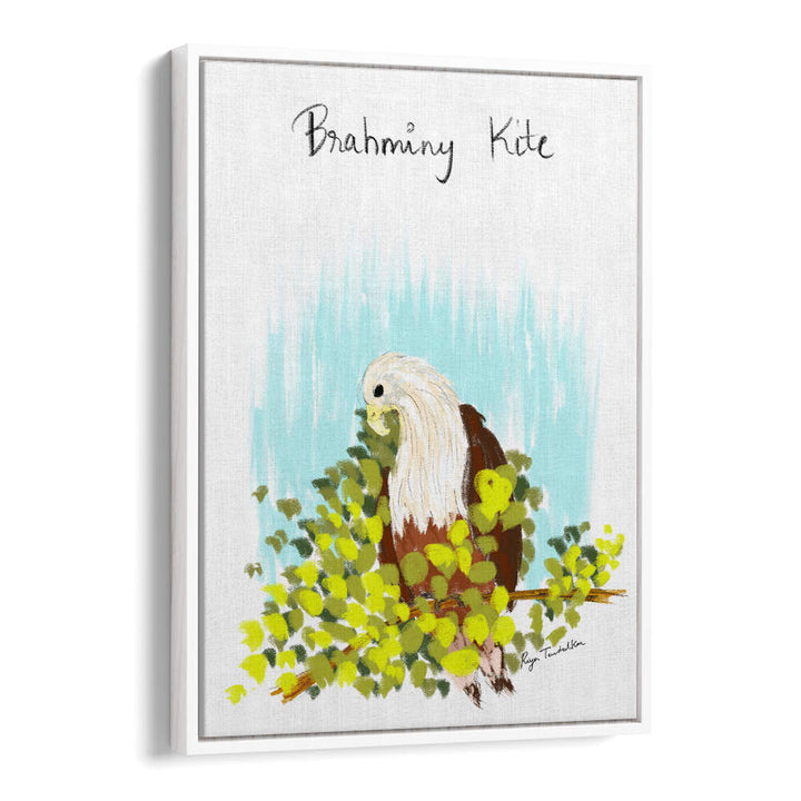 BRAHMINI KITE