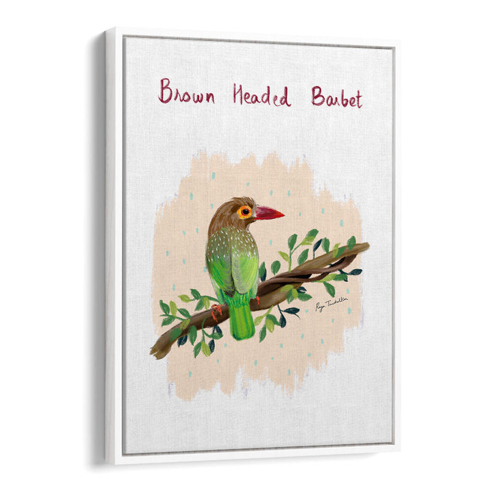 BROWN HEADED BARBET