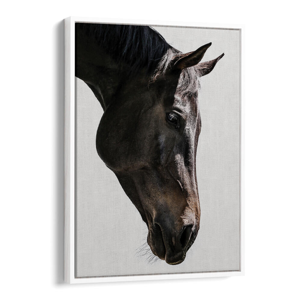 GENTLE EQUINE GAZE , ANIMAL PAINTINGS — WhiteFloater black horse portrait on linen canvas with white floater frame