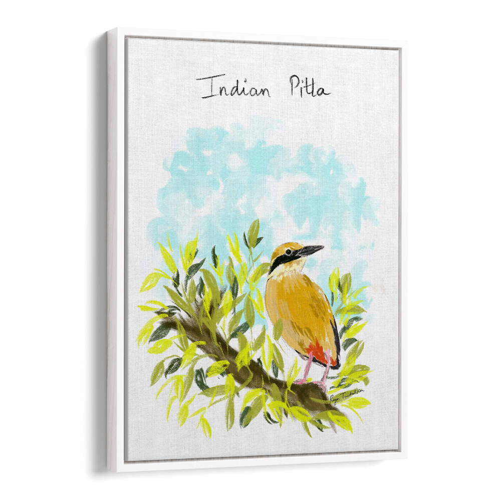 INDIAN PITTA