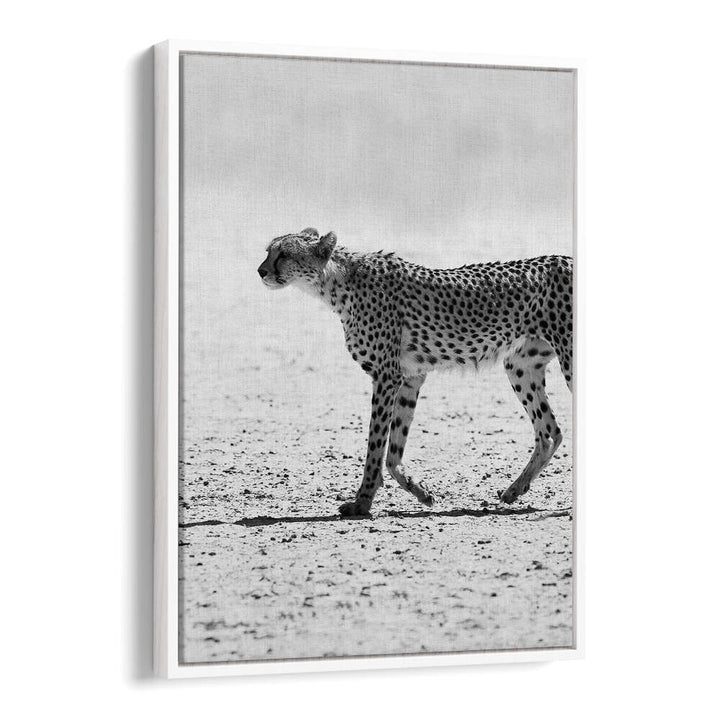 SILENT PURSUIT , ANIMAL PAINTINGS — black-and-white cheetah walking across desert on White Floater framed canvas