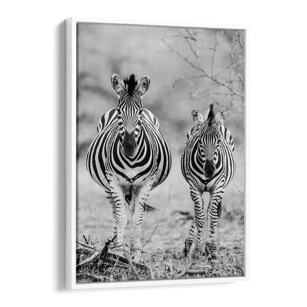 STRIPED HORSE , ANIMAL PAINTINGS White Floater framed black-and-white zebra pair art print