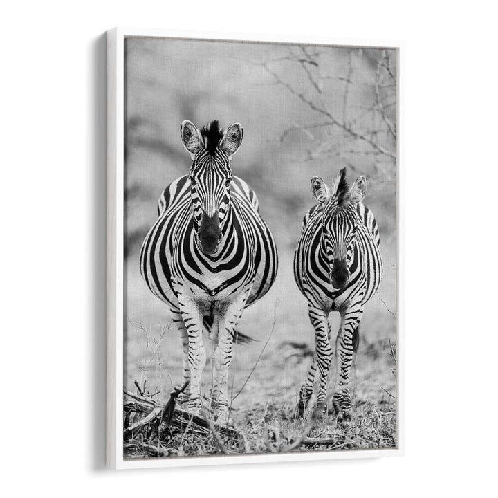 STRIPED HORSE , ANIMAL PAINTINGS White Floater framed black-and-white zebra pair art print