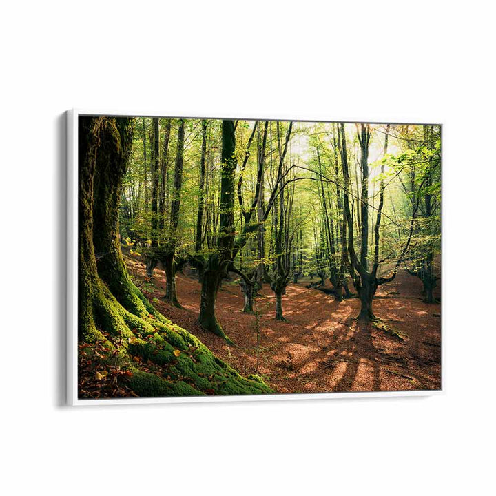 FOREST LOVE , LANDSCAPE PHOTO PRINTS