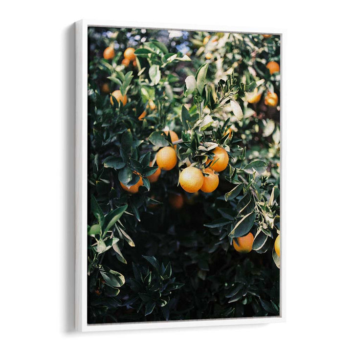 MARRAKESH ORANGES , PHOTOGRAPHY PRINTS