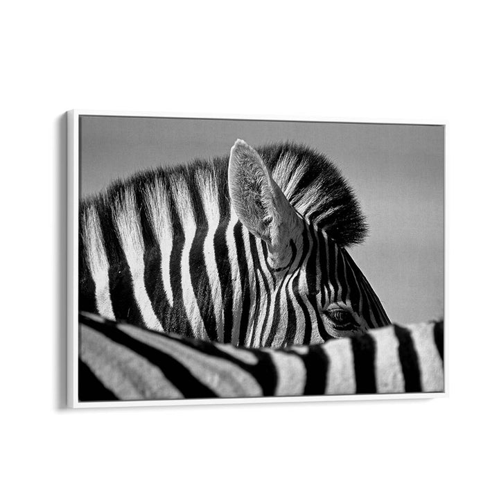 CURIOUS ZEBRA BY MARC PELISSIER , LANDSCAPE PHOTO PRINTS