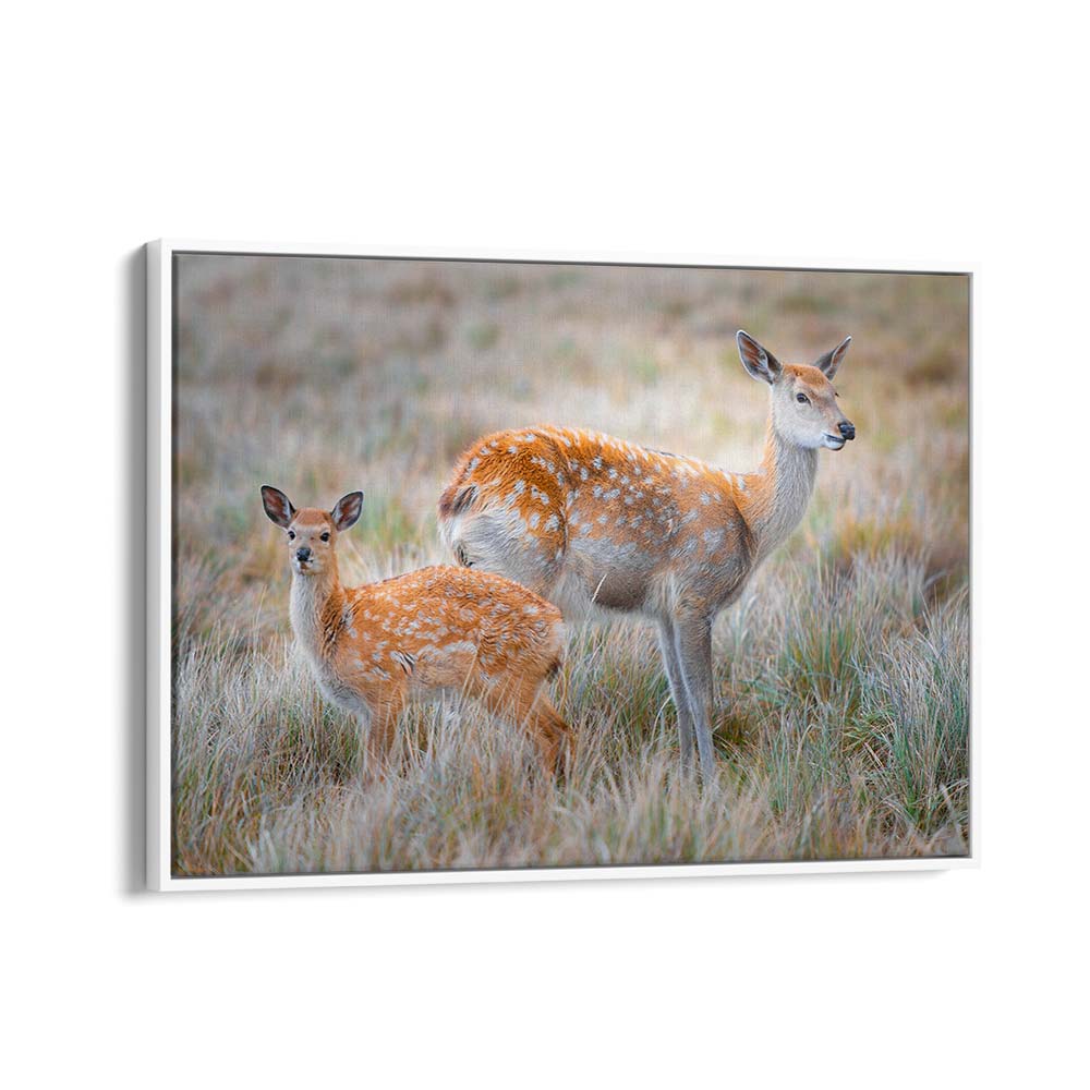 SIKA DEER BY SIMOON , LANDSCAPE PHOTO PRINTS