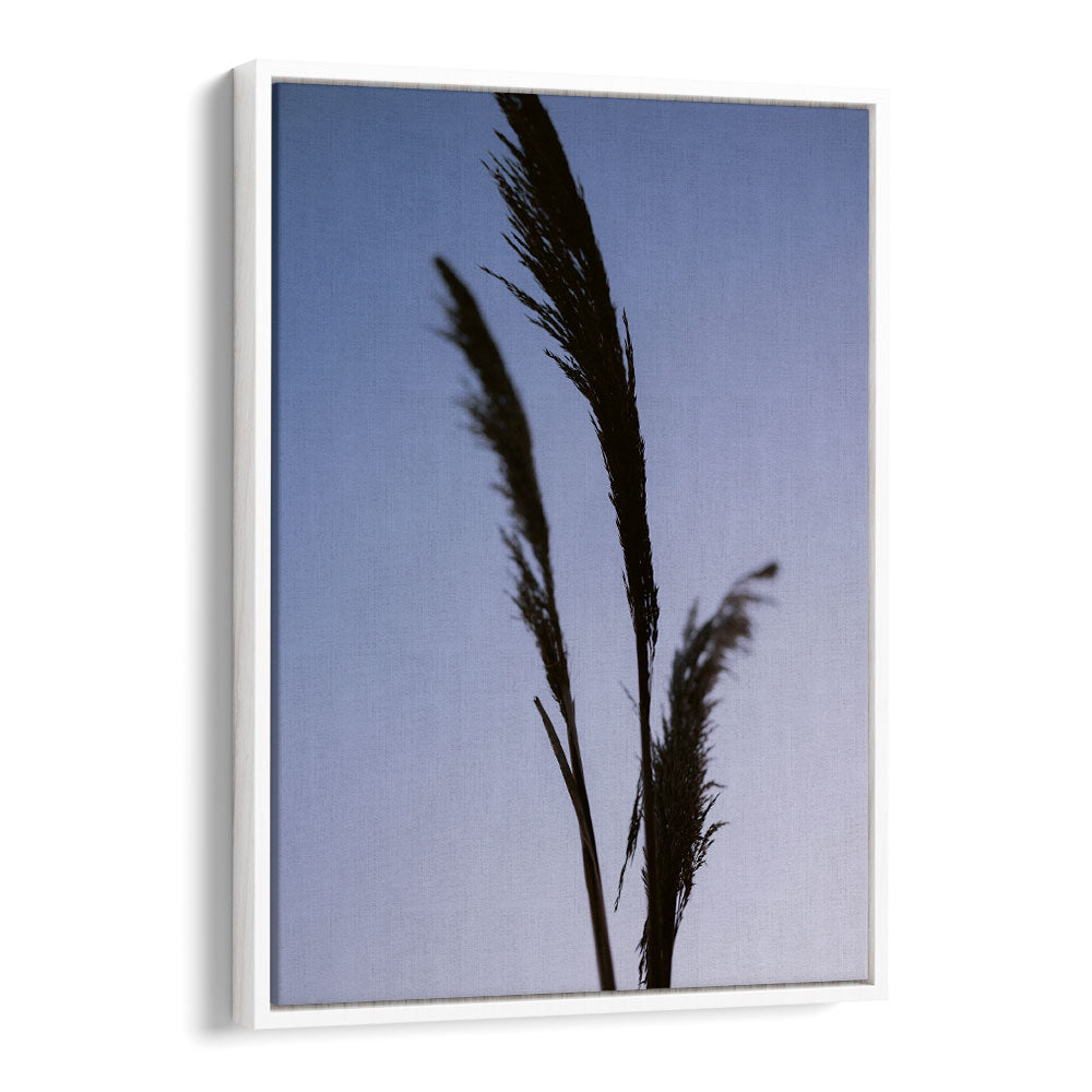 SHADES OF PURPLE , PHOTOGRAPHY PRINTS