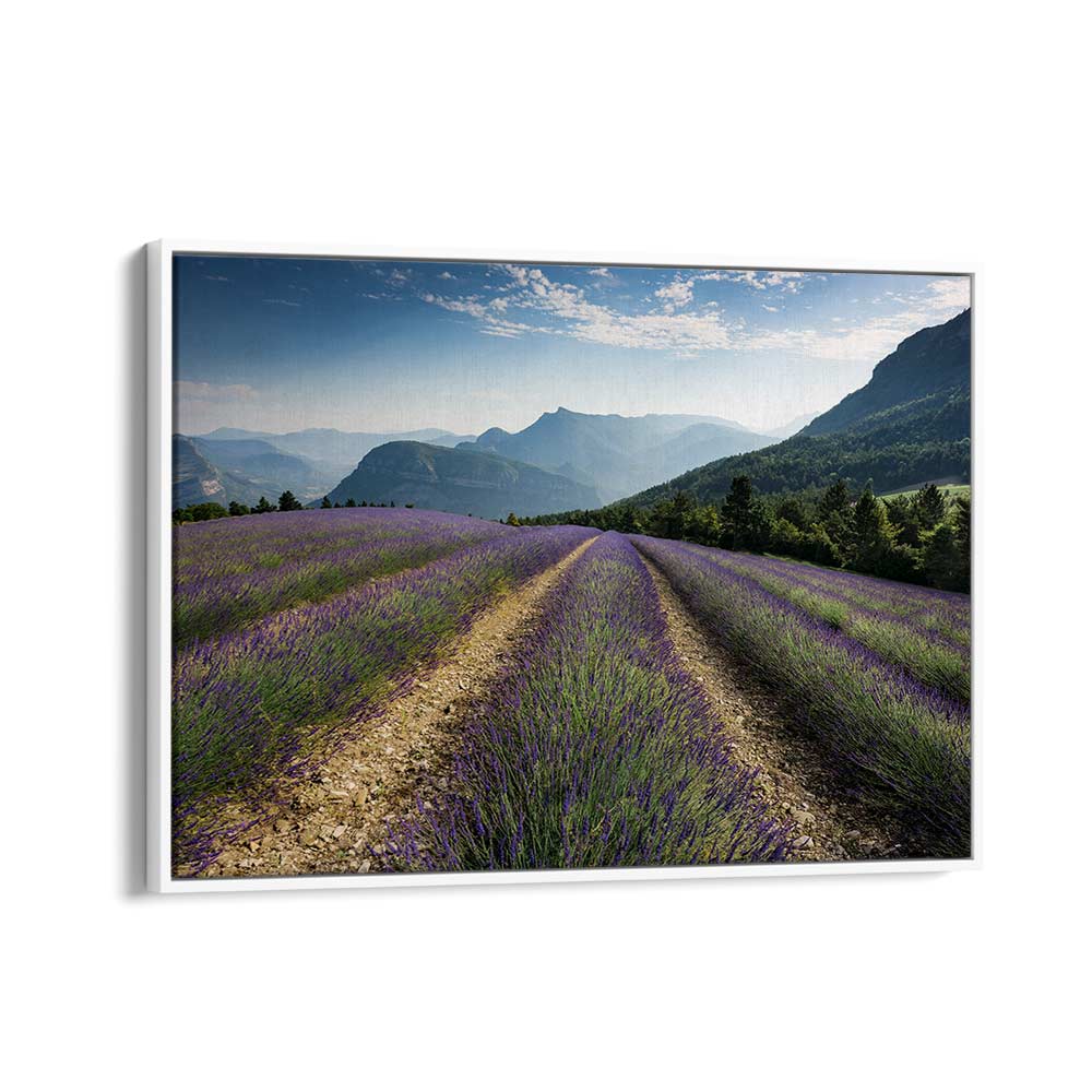 LAVENDER HILLS BY STEFAN HEFELE , LANDSCAPE PHOTO PRINTS