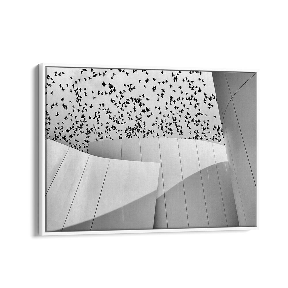 BIRDS , PHOTOGRAPHY PRINTS