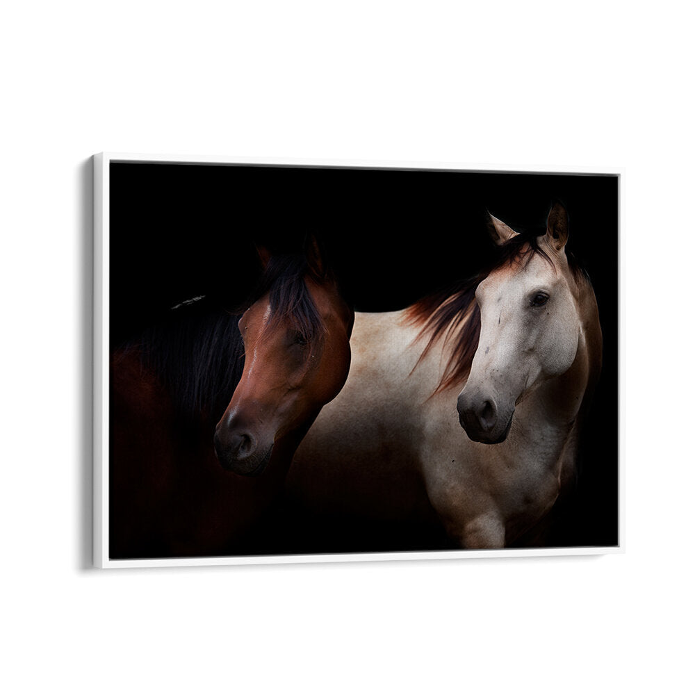 CAVALLI , PHOTOGRAPHY PRINTS