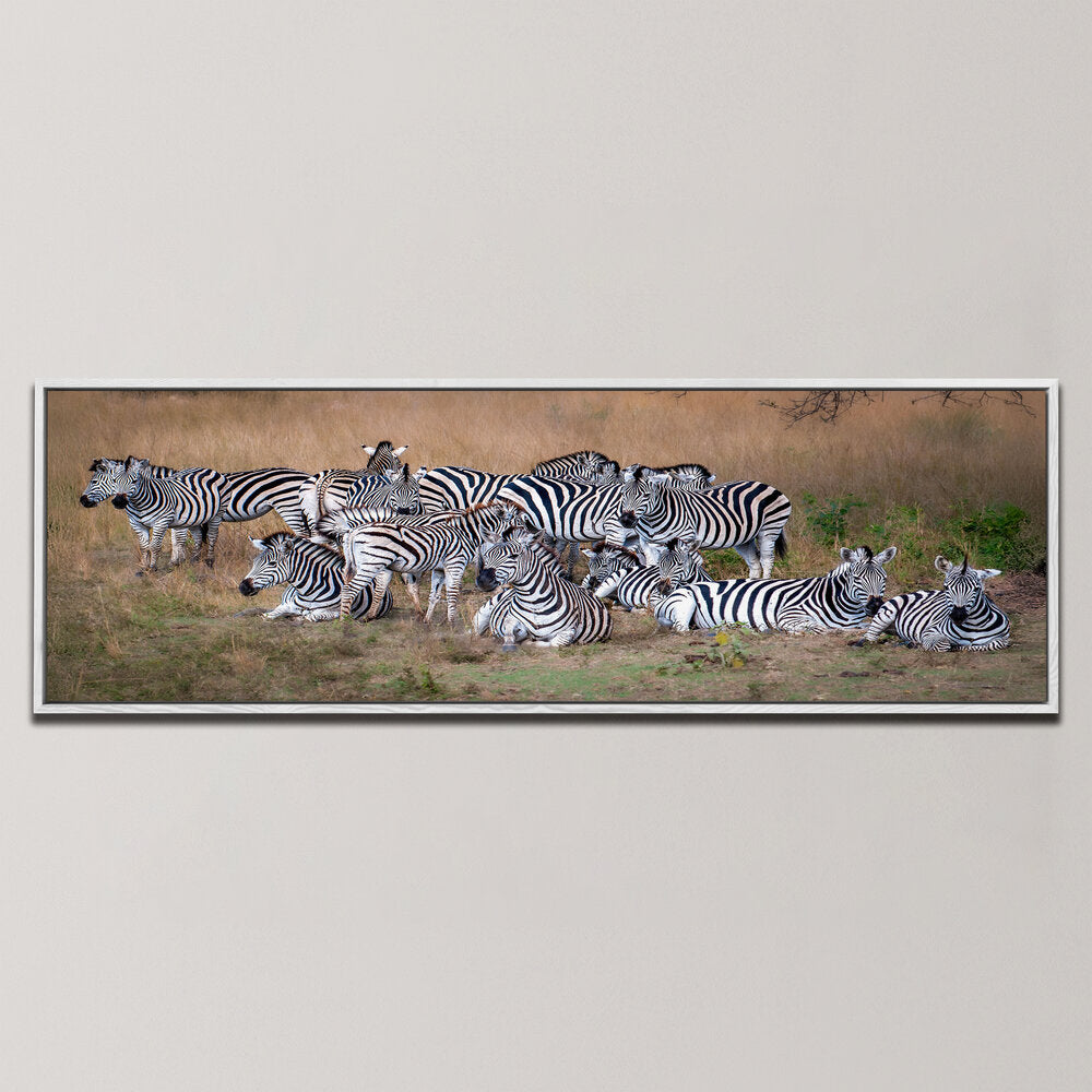 A DAZZLE OF ZEBRAS , PANORAMIC ART