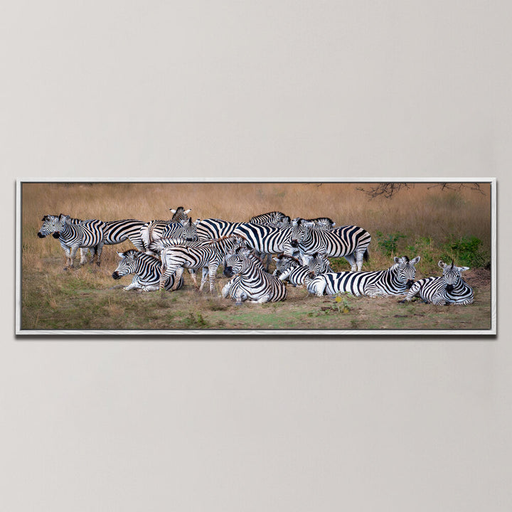 A DAZZLE OF ZEBRAS , PANORAMIC ART