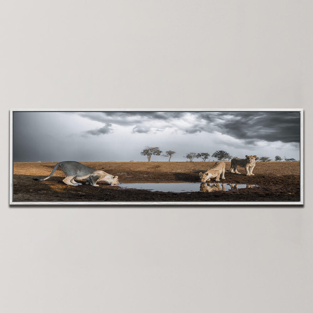 LIONS THIRST , PANORAMIC ART