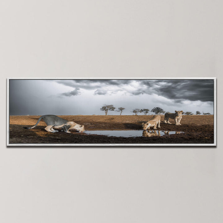 LIONS THIRST , PANORAMIC ART