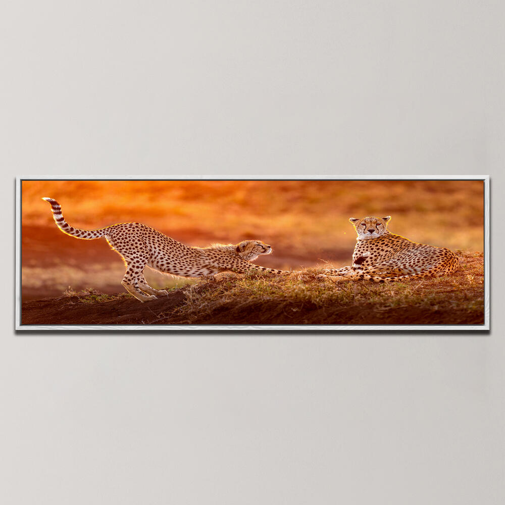 TWO CHEETAHS , PANORAMIC ART