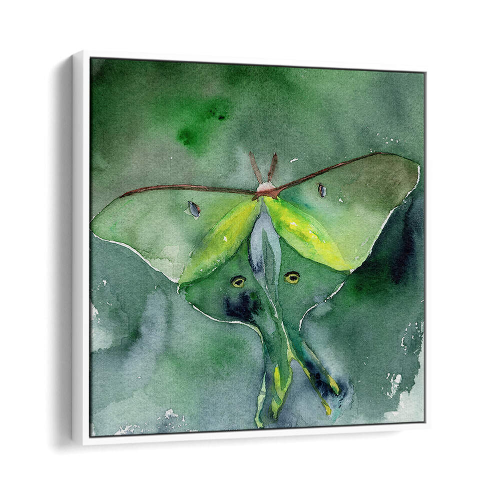 LUNA MOTH , ANIMAL PAINTINGS