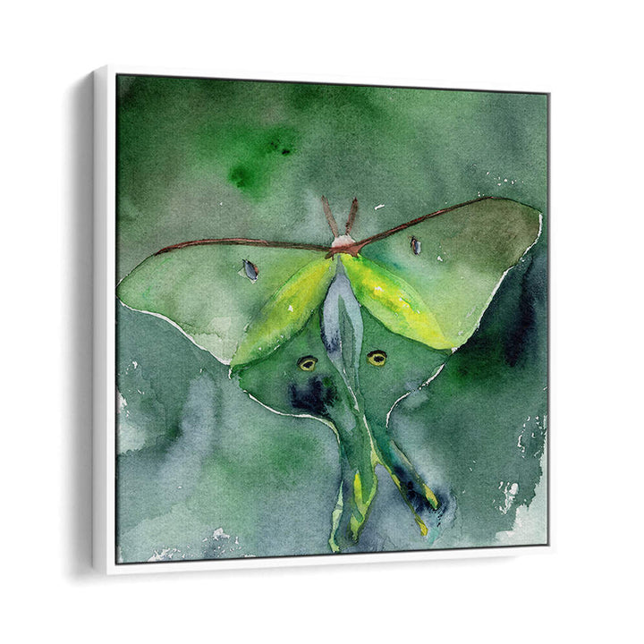LUNA MOTH , ANIMAL PAINTINGS