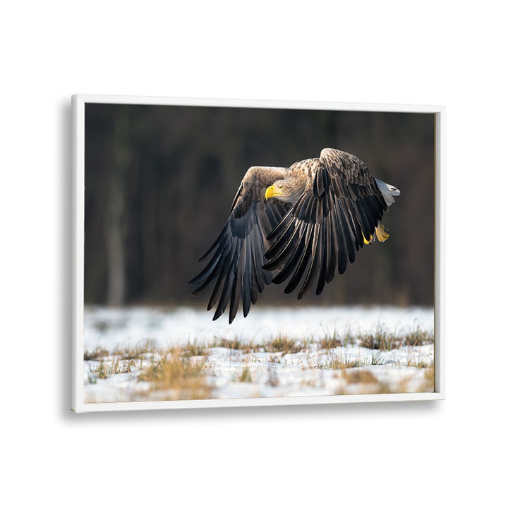 PHOTOGRAPHY painting - WHITE-TAILED EAGLE by Asianmonk