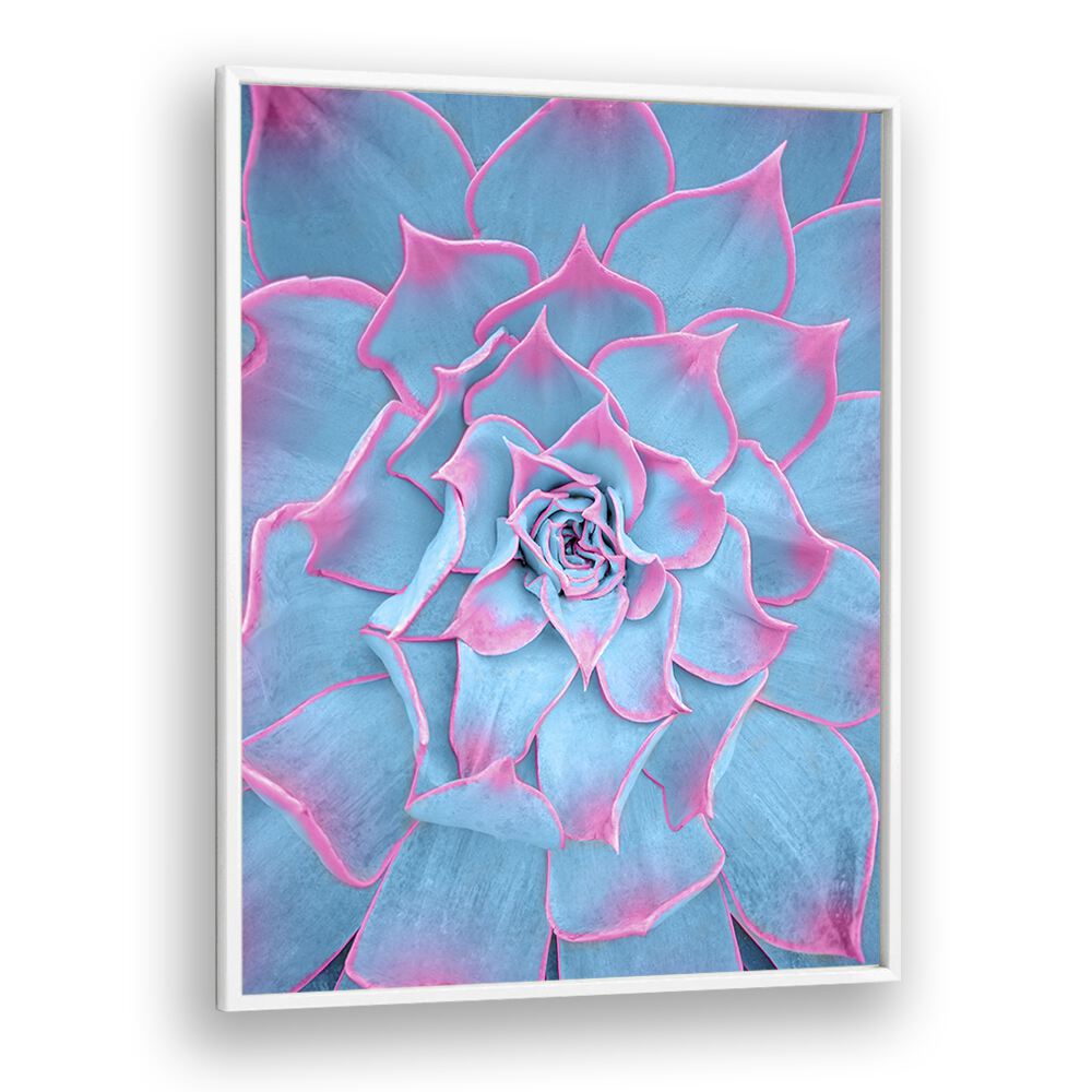 surreal painting - BLUE AND PINK SUCCULENT by Asianmonk