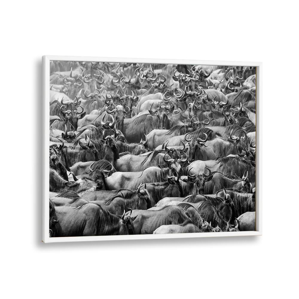 PHOTOGRAPHY painting - WILDBEESTS BY HENRY ZHAO by Asianmonk