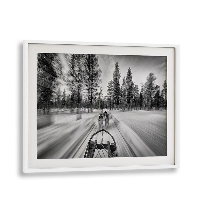 Dynamic dogsledding scene captured in fine art, perfect for DOGSLEDDING , PHOTOGRAPHY PRINTS enthusiasts.