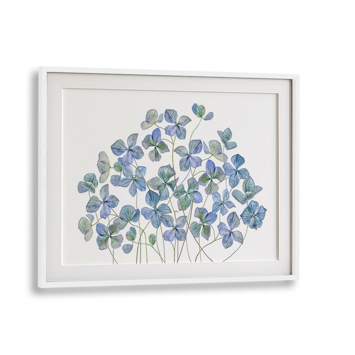 Vibrant HYDRANGEA, FLORAL FLOWER PAINTINGS add elegance to any space with their lifelike beauty and charm.