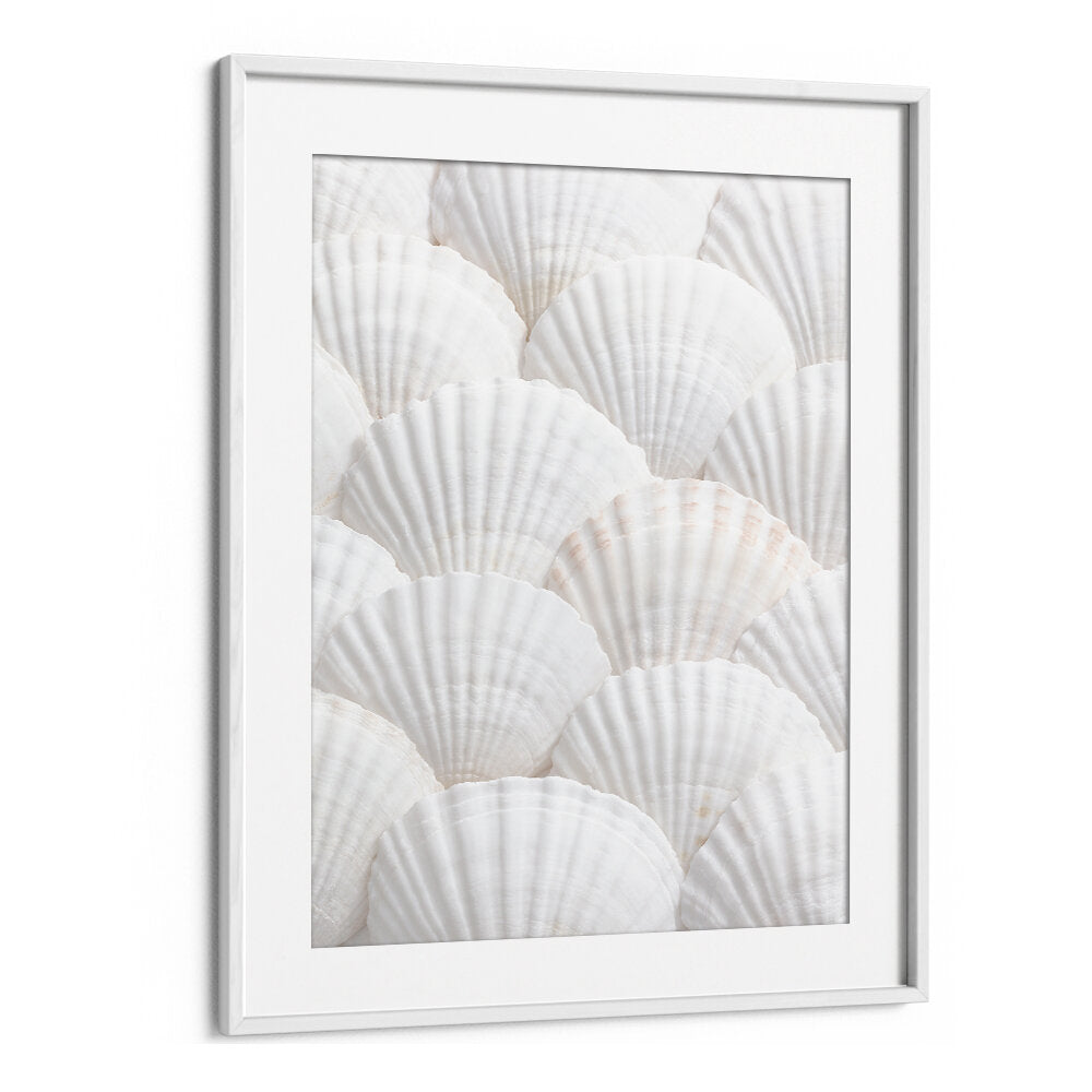 SHELLS III, BEACH PAINTINGS showcase serene white shells, perfect for enhancing your coastal decor.