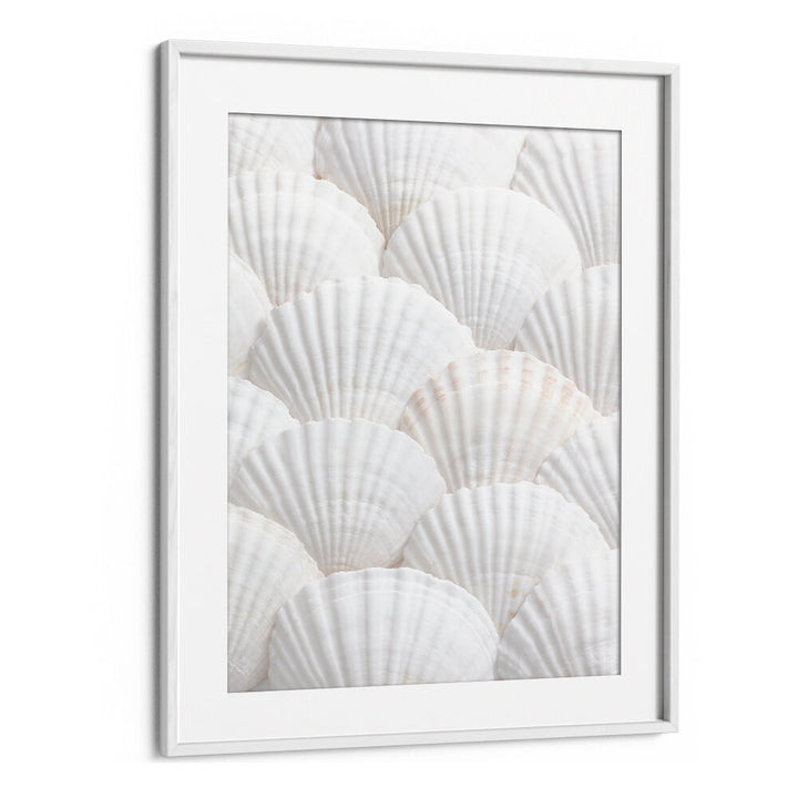 SHELLS III, BEACH PAINTINGS showcase serene white shells, perfect for enhancing your coastal decor.