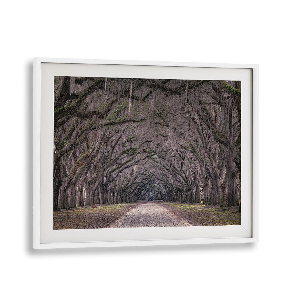 OAKS AVENUE, PHOTOGRAPHY PRINTS capture the enchanting tree-lined path, showcasing natural beauty and tranquility.