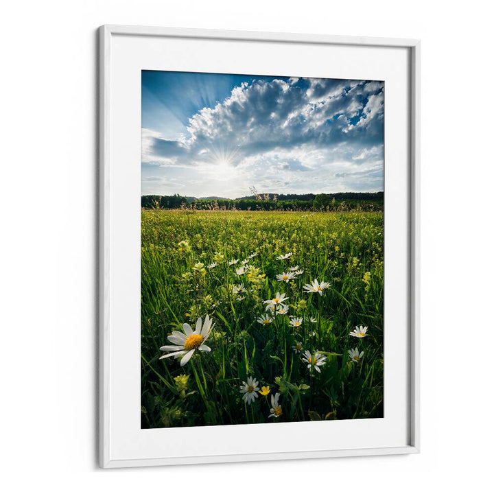 FLOWERING MEADOW BY STEFAN HEFELE , LANDSCAPE PHOTO PRINTS