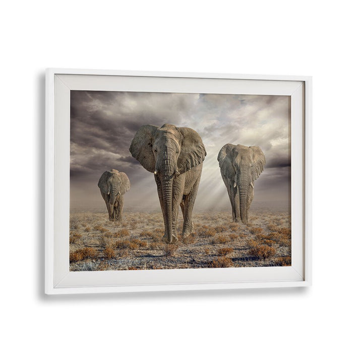 Stunning Etosha Elephants, photography prints showcasing their majestic beauty in a natural habitat setting.