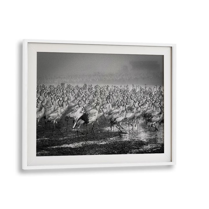 BIRD CITY, PHOTOGRAPHY PRINTS showcase a stunning black and white scene of cranes in dynamic motion.