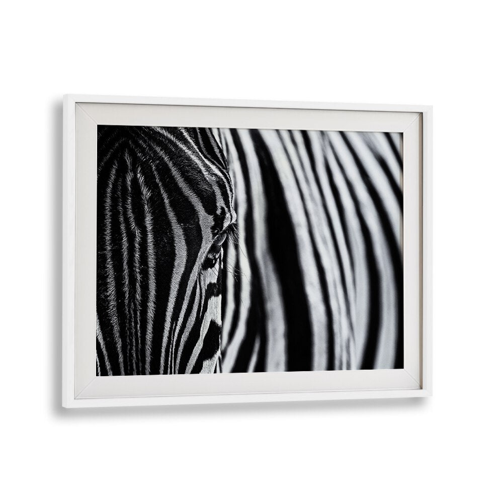 Stunning zebra close-up highlighting the beauty of nature in THE LOOK OF NATURE, PHOTOGRAPHY PRINTS collection.